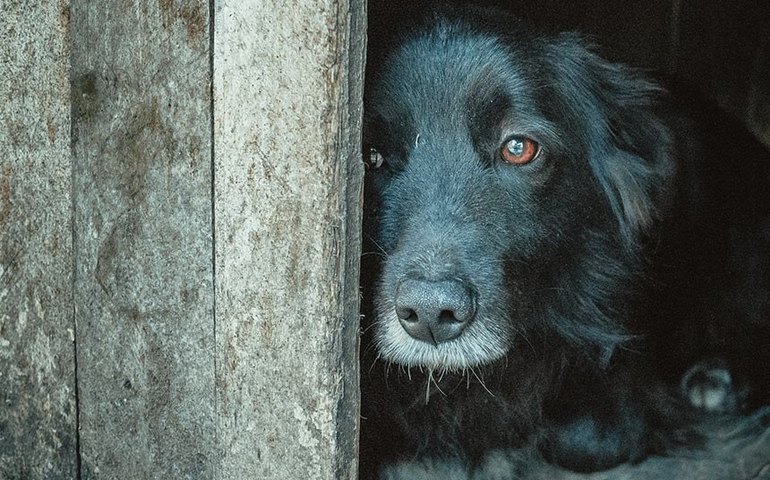 Síndicos devem denunciar maus-tratos de animais, aprova CMA
