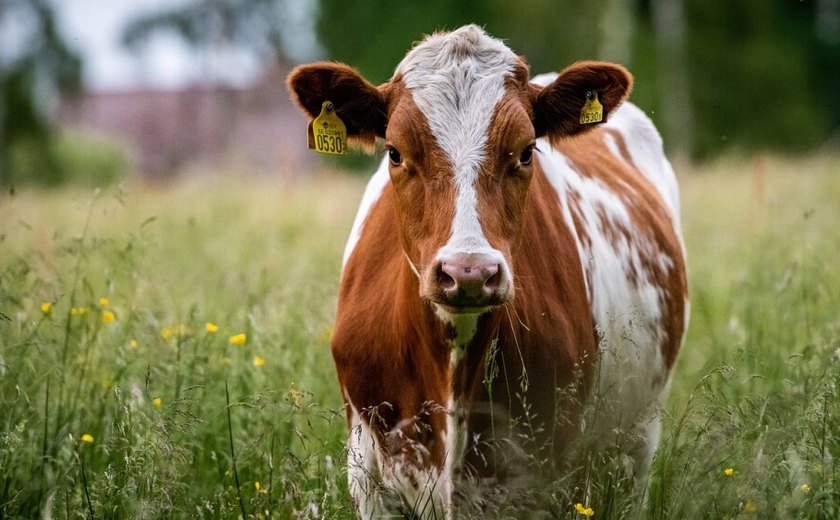 Vacas mugindo e galos cantando: Nova lei francesa impede que vizinhos de fazendas reclamem do barulho