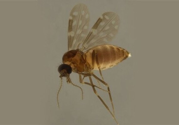 Alagoas registra 116 casos de febre Oropouche em 2024