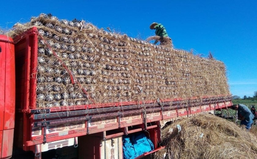 Abacaxi produzido em Alagoas conquista o mercado paulista