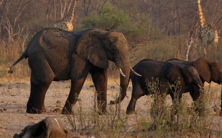 Com a seca severa a Namíbia vai abater mais 700 animais selvagens
