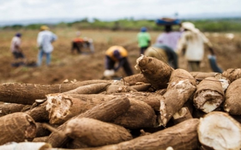 Dia de Campo em Arapiraca fortalece cadeia produtiva da mandioca