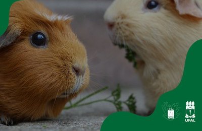 Comitê de Ética da Ufal abre prazo para representantes de Sociedade de Animais