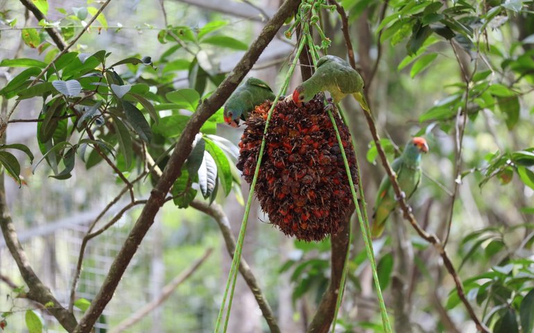 IMA participa de plano para preservação e reintrodução de Papagaio-do-mangue e Papagaio-chauá em Alagoas