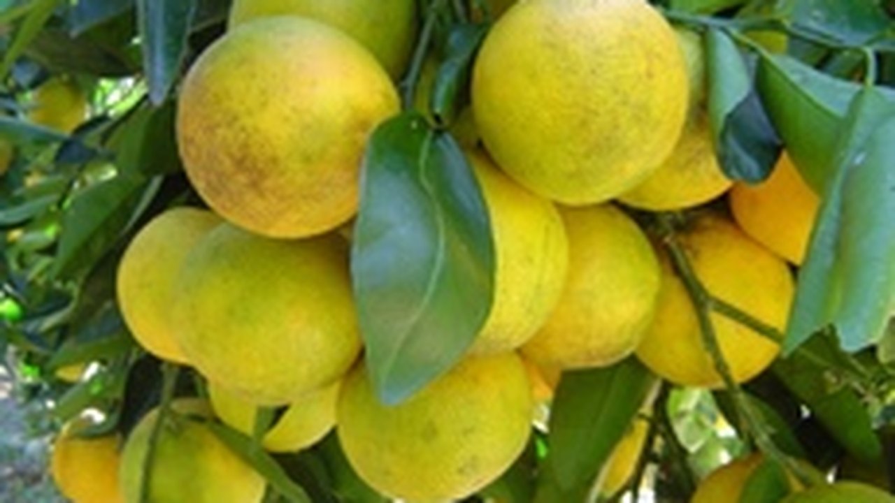 Festa do Suco de Laranja Lima é realizada em Santana do Mundaú