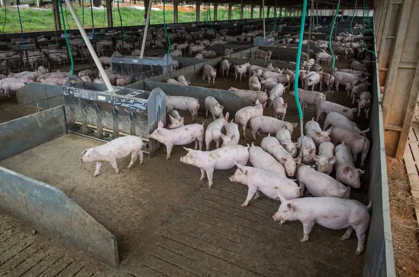 Produção de carne suína e de frango terá volume recorde em 2026