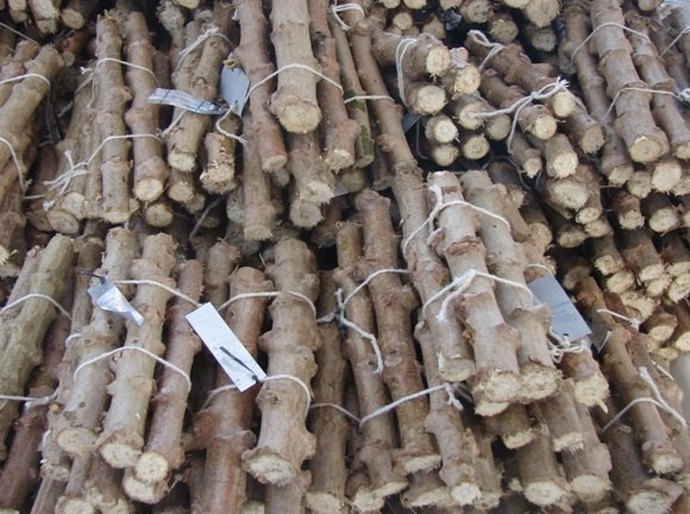 Parcerias com a Embrapa buscam aprimorar práticas agrícolas