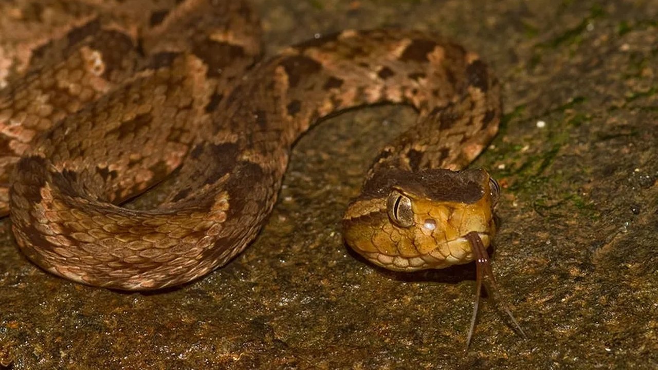 Cobras, escorpiões e traficantes: veja os 10 maiores perigos do Darién, rota migratória que bate recordes