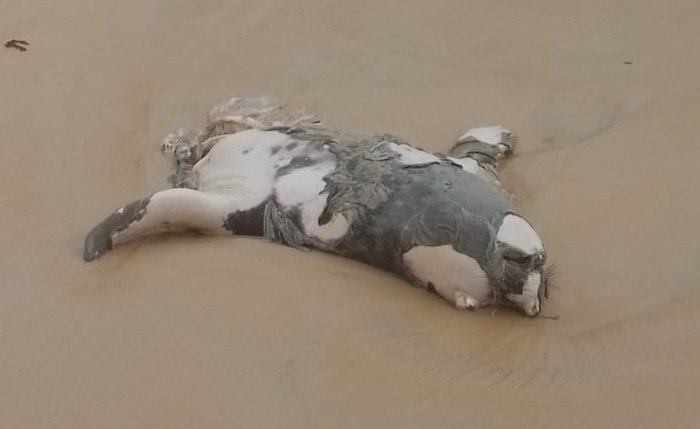 Elefante-marinho encontrado morto em Jequiá da Praia estava partido ao meio