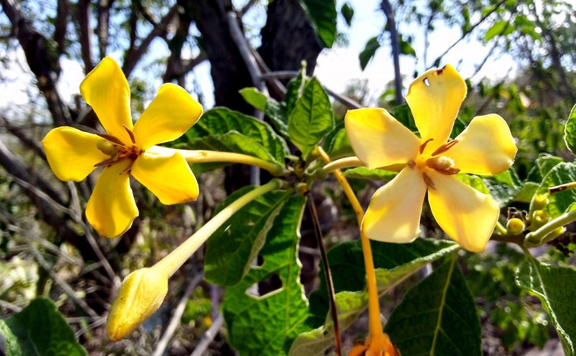 Alagoas Mais Verde: jenipapo é espécie escolhida para as áreas de mata atlântica