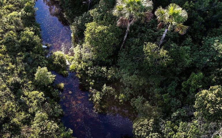 ICMBio divulga balanço sobre combate a crimes ambientais