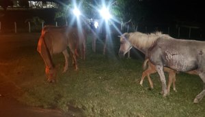 Motorista atropela cavalo e morre na Rodovia SE-270