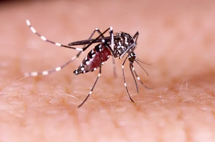 Vacina contra a dengue: Alagoas fica de fora das regiões endêmicas, informa Ministério da Saúde