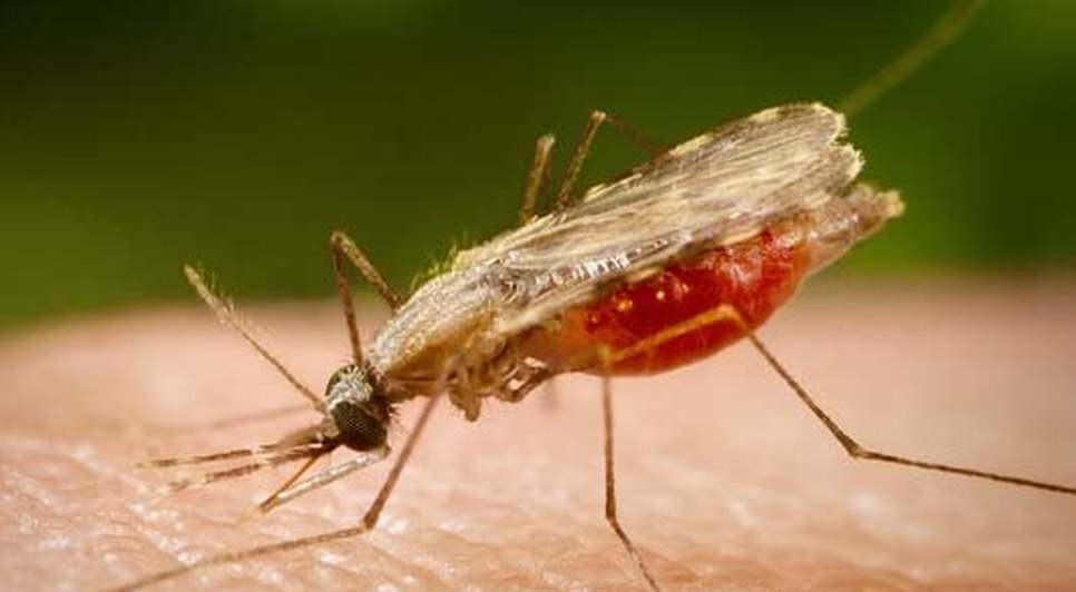 malaria.jpg