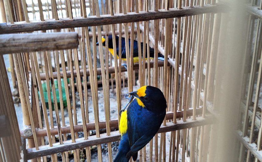 Fiscalização intensa na APA de Murici revela infrações ambientais