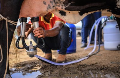 Alagoas terá o melhor preço pago ao produtor de leite no país 