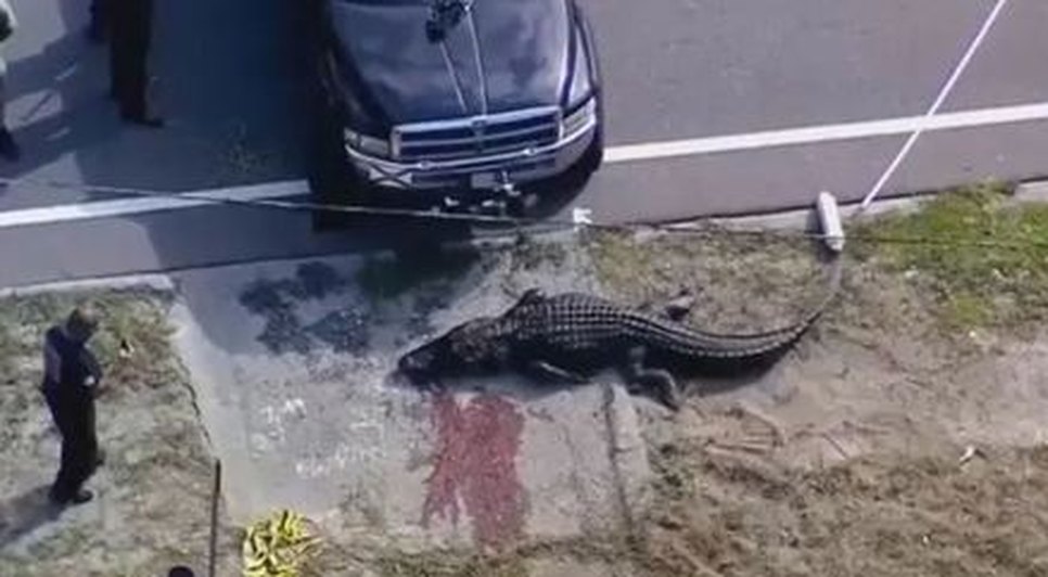 crocodilo-carrega-corpo-de-mulher-na-florida-25092023204414831