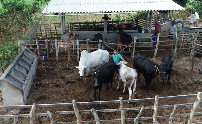 Produtores familiares de Alagoas têm acesso à tecnologia de extração de leite
