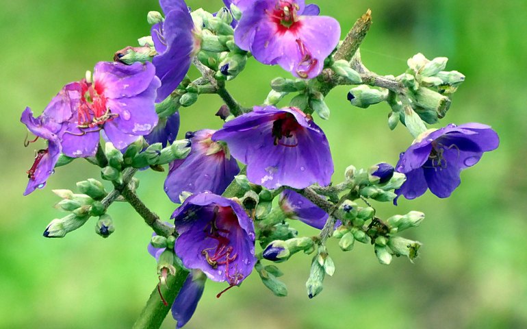Com a chegada do outono as plantas ornamentais são destaques para o cultivo doméstico