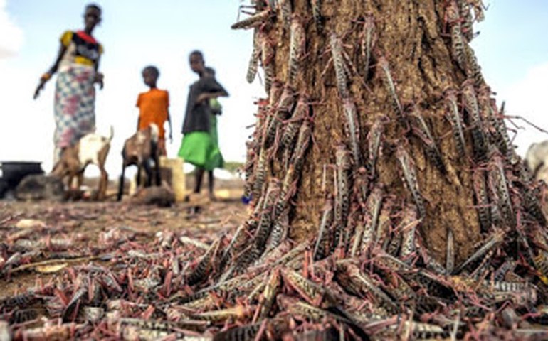 Agricultura diz que chegada de nuvem de gafanhotos no Brasil &#8216;é pouco provável&#8217;