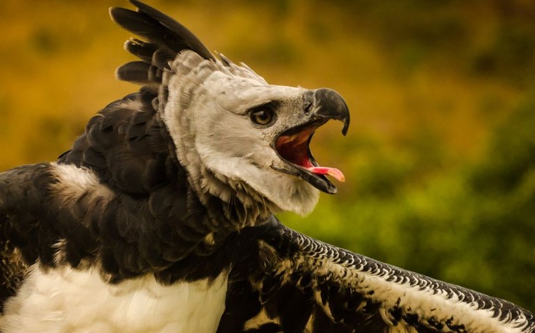 Fenômenos naturais põem em risco de extinção quase 4 mil espécies