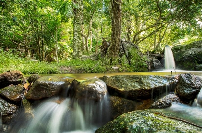 Rota Ecológica recebe peixes-boi para aclimatação ao ambiente natural