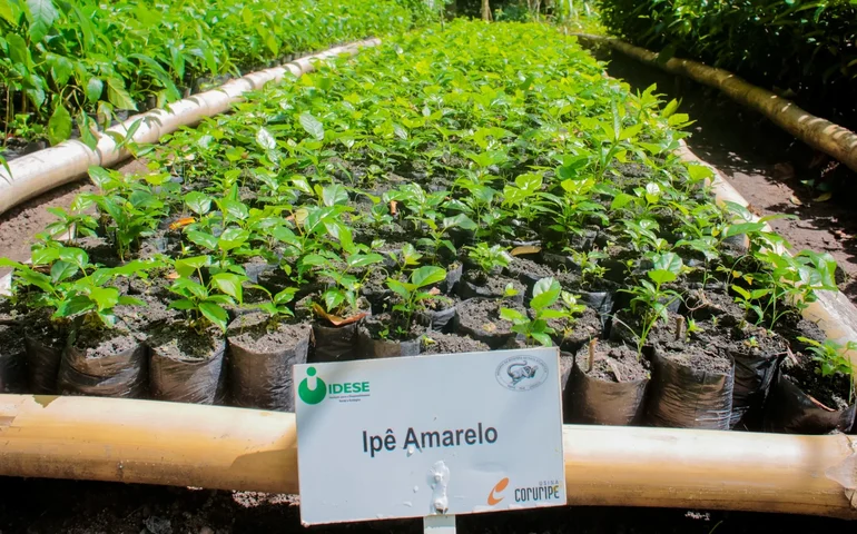 Aqui a gente cuida: Projeto “Disk Mudas” incentiva reflorestamento urbano e já distribuiu mais de 500 mudas em Coruripe