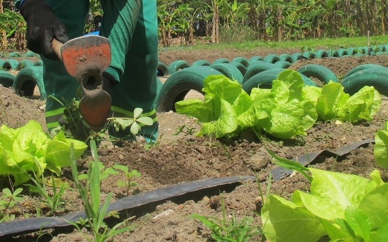 Mais de 18 mil famílias de Alagoas podem ter descontos de até 80% para regularizar dívidas rurais com o Banco do Nordeste