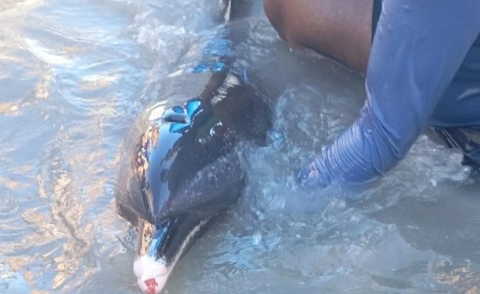 Golfinho ferido é encontrado na orla de Maragogi