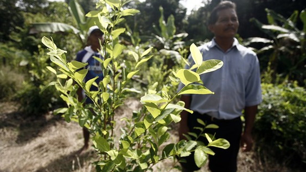 Peru elimina mais de 6 mil hectares de folhas de coca destinadas ao tráfico de drogas
