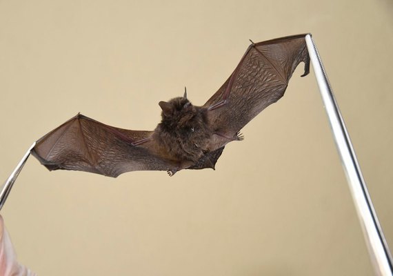 Surto misterioso mata mais de 50 pessoas na República do Congo e preocupa autoridades de saúde