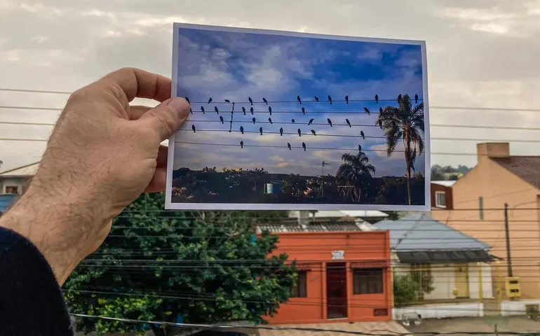 Passarinhos “compõem” valsa para distribuidores de energia