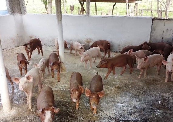 Agroamigo Transforma a agricultura familiar com 35 bilhões aplicados
