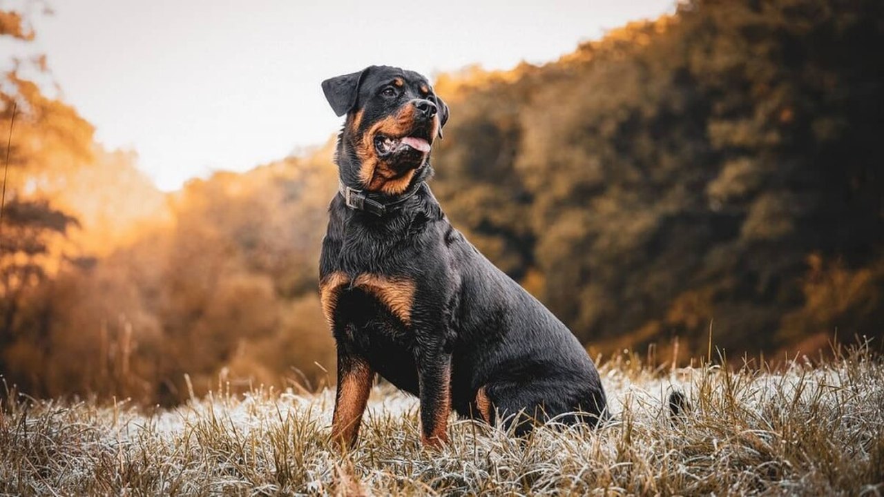 EUA: cão policial faz rastreamento 'invertido' para encontrar casa de criança perdida