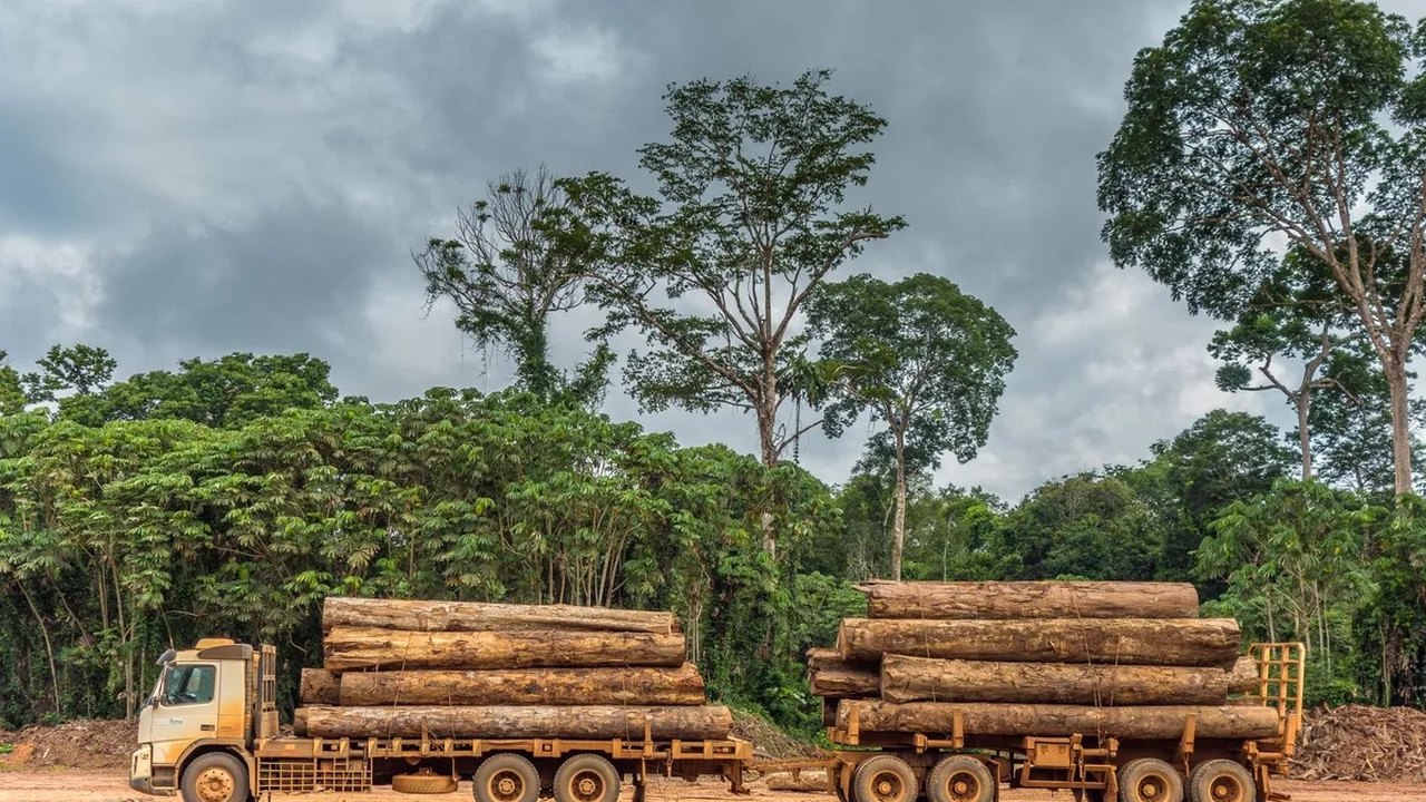 Amazônia tem quase 40% de extração de madeira ilegal, diz estudo