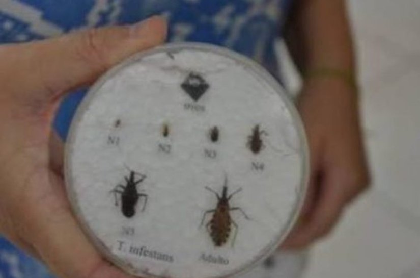 Cidades podem buscar financiamentos para controlar doença de chagas em AL