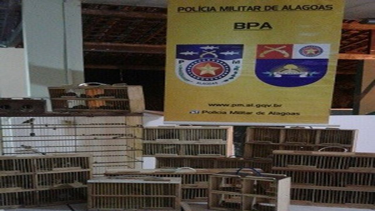 Batalhão Ambiental apreende 81 pássaros silvestres em Arapiraca