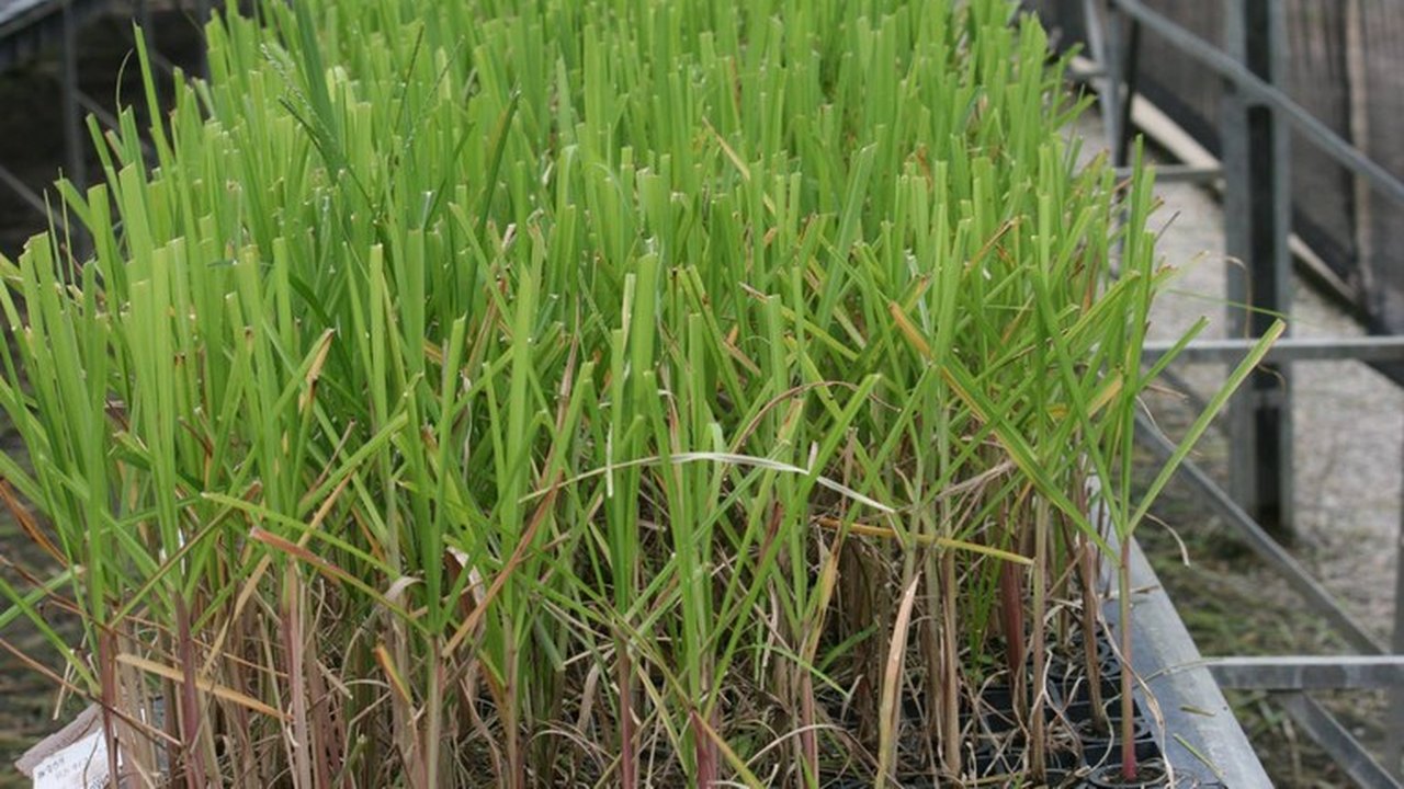 Ufal apresenta novas cultivares de cana-de-açúcar em evento nesta quarta (22)