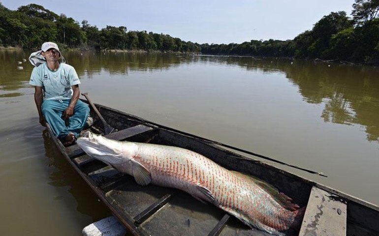 Genoma do pirarucu e do filhote é decifrado em estudo inédito da UFPA