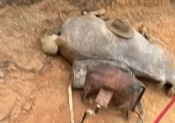 Cavalo que teve as patas amputadas em estava vivo antes da mutilação, diz nova perícia