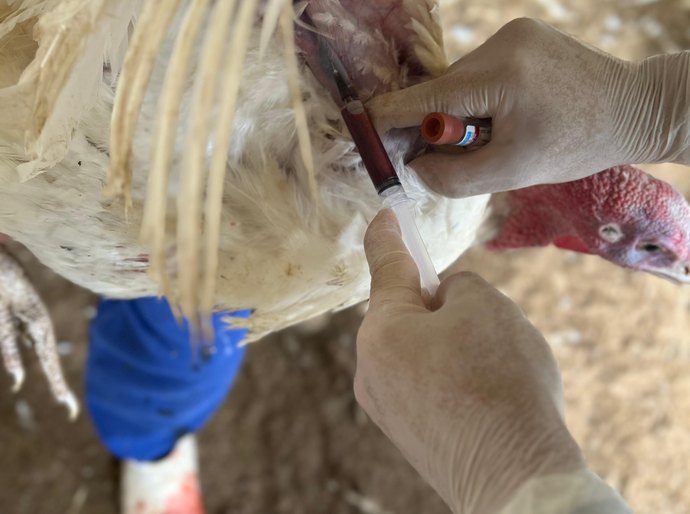 Influenza aviária em granja evidencia necessidade de reforço na fiscalização