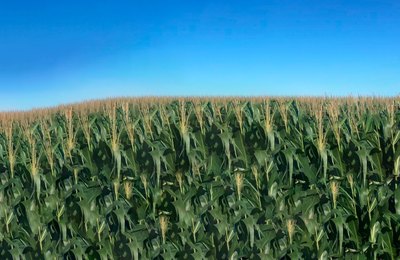 Produção de milho de Arapiraca chega a 25% em todo o Estado