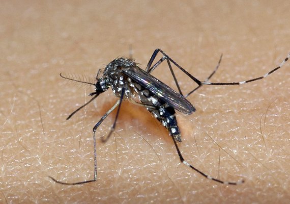 Os casos de Dengue reduziram em 90% na capital alagoana