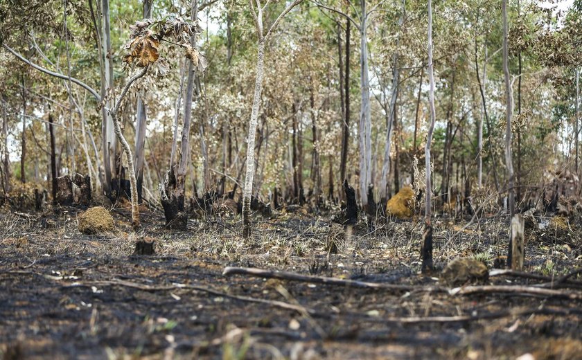 Inpe: desmatamento aumenta no Cerrado e cai na Amazônia