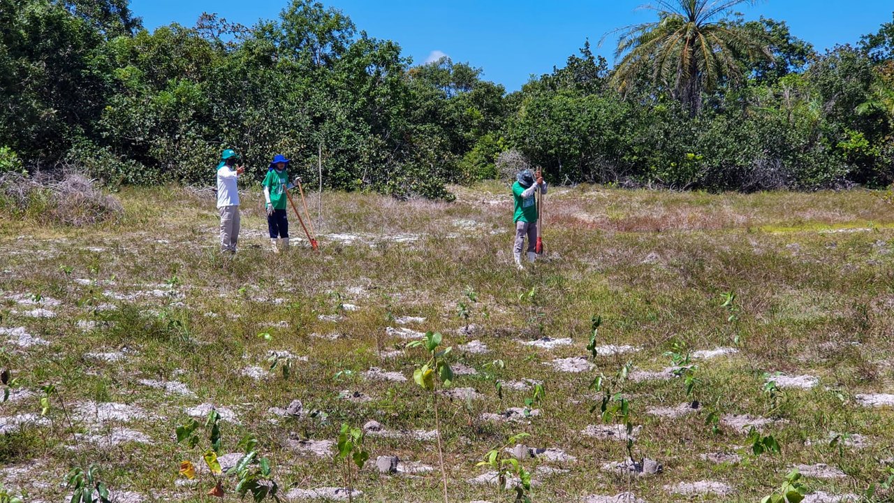 Três mil mudas de árvores são plantadas na APA da Marituba do Peixe em Penedo
