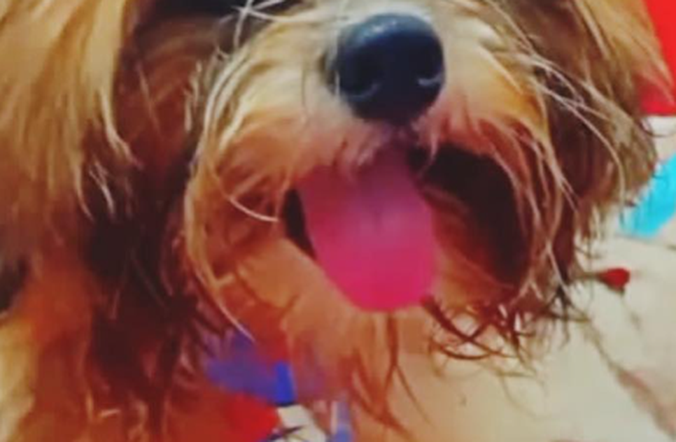 Cachorro da raça shih-tzu morre após ataque de pitbull em Aracaju