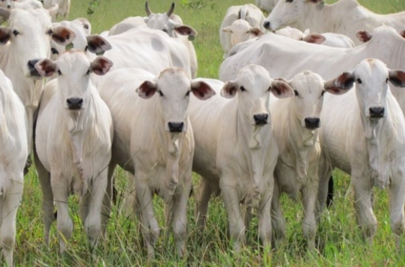 Seagri investe na capacitação de pequenos produtores