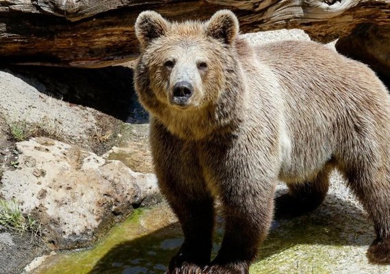 Duas pessoas são mortas após ataque de urso pardo em parque no Canadá