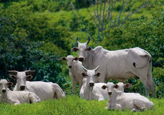 Sebrae disponibiliza serviços na 6ª edição do Encorte