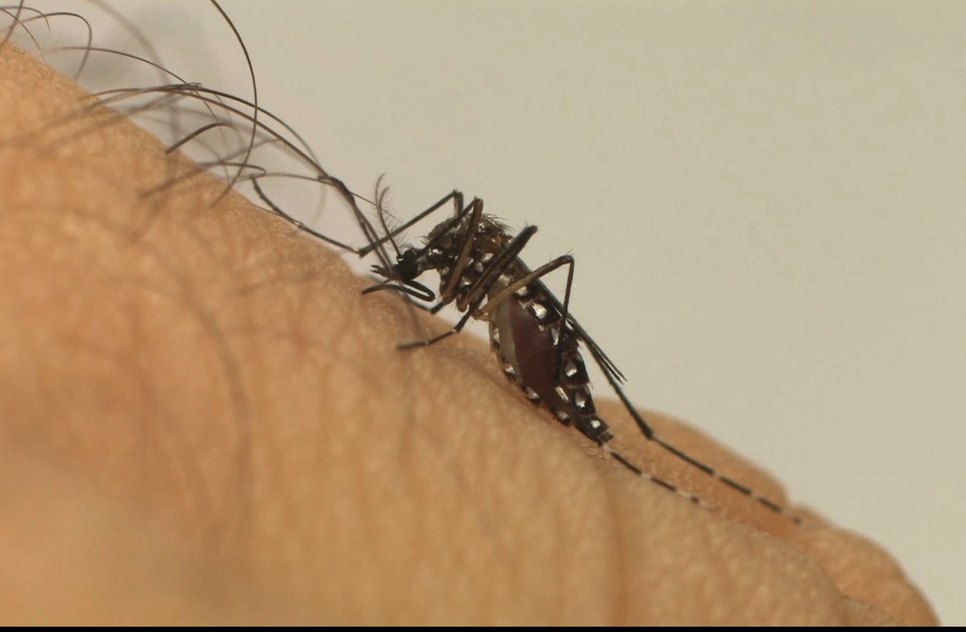 DENGUE FOTO FIOCRUZ